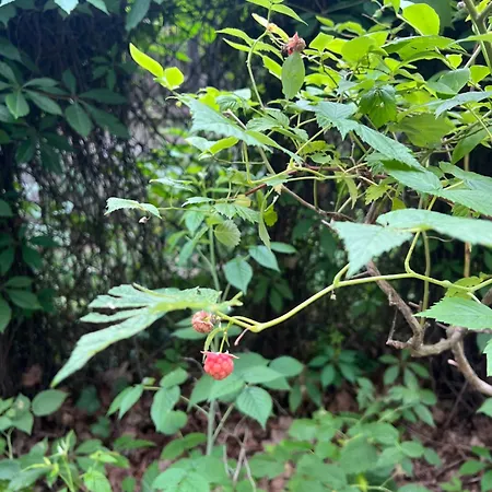度假居 Maly Nad Zalewem