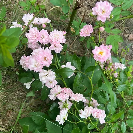 度假居 Maly Nad Zalewem *